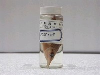 藏品(染色尖嘴魚)的圖片